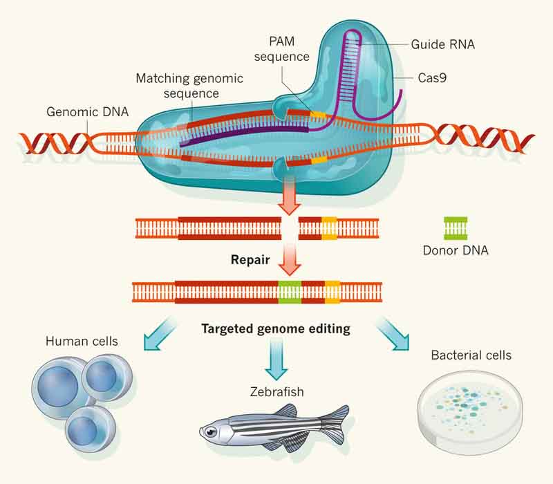 Crispr Cas9 Genome Editing Biotech Desk